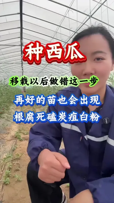 西瓜种植 移栽以后做错这一步再好的苗也会出现根腐死磕#西瓜管理 #西瓜种植 #西瓜高产 #病害防治