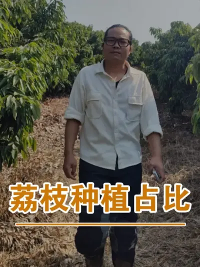 哪个荔枝品种种植量最大？#广西灵山荔枝果苗#农业创业#抖音新农人计划2025#吕老师种果苗