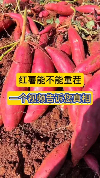 红薯能不能重茬种，一个视频告诉您答案？！#红薯高产种植 #红薯 #红薯能不能重茬种 #农业知识 #种植小技巧