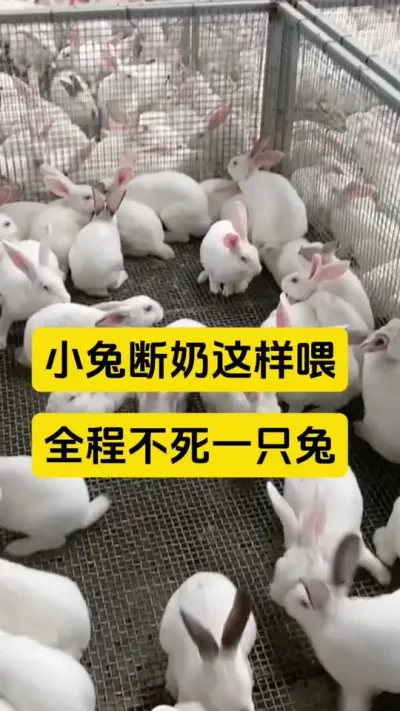 小兔断奶这样喂，成活率高达9成9#养兔人 #兔子 #兔子养殖 #肉兔 #散养兔