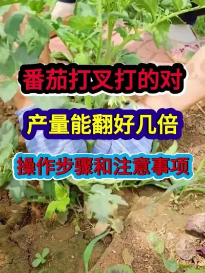 番茄打叉打的对产量能翻好几倍操作步骤和注意事 #番茄种植 #西红柿种植 #农业种植 #种植小技巧 #分享农业知识帮农民增产增收