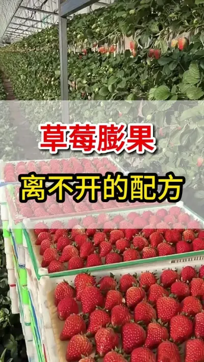 草莓膨果离不开的一个配方，你用过魔法#草莓种植 #抖音助农 #草莓 #三农