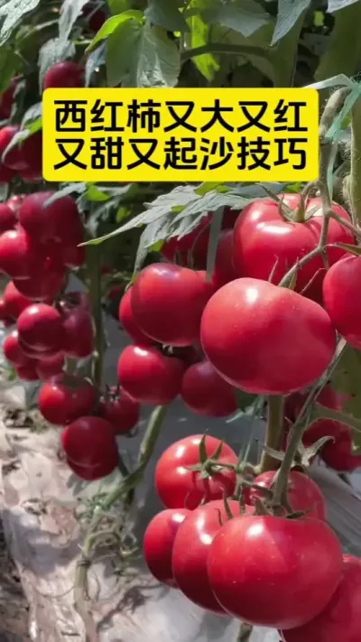 西红柿又大有多又甜又沙的小技巧#番茄种植 #抖音助农 #助力农民增产增收 #三农种植