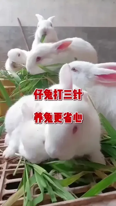 仔兔打三针，养兔更省心#养兔人 #肉兔养殖 #兔子 #养兔技术 #养兔三分靠管理七分靠技术