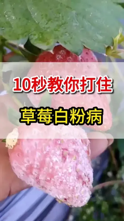 草莓白粉病，这个配方帮你搞定#草莓🍓 #抖音助农 #草莓种植 #白粉病