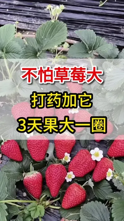 草莓想要产量高，这个配方要用上#草莓🍓 #草莓种植 #抖音助农