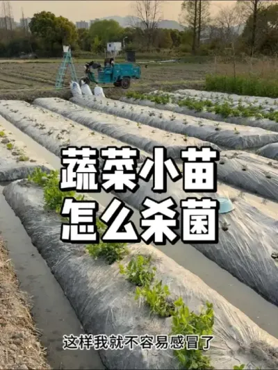 蔬菜小苗什么时候杀菌预防病害 