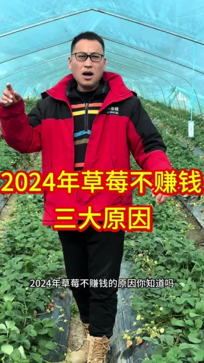 #2024年草莓为什么不赚钱#气候温度技术