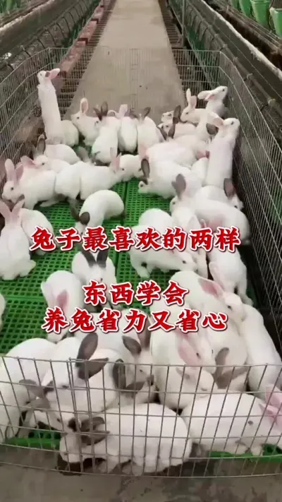 兔子最喜欢的两样东西，学会养兔省心又省力#兔子 #肉兔 #养兔人 #养兔技术 #养兔子注意事项