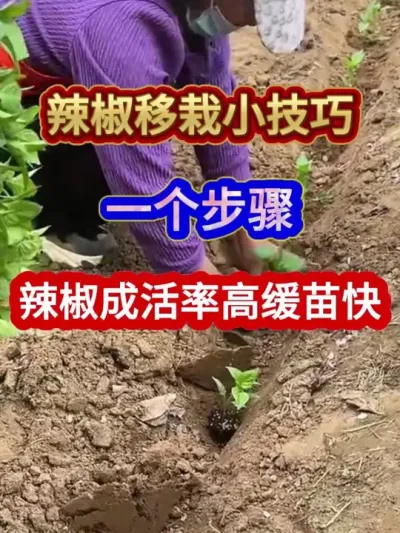 辣椒移栽小技巧一个步骤辣椒成活率高缓苗快 #辣椒种植 #农业种植 #种植小技巧 #三农 #分享农业知识帮农民增产增收