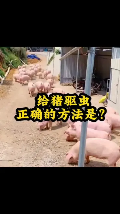 #养猪小妙招 #所有养猪人 #农村养猪专业户 #服务三农支持三农 #养猪人加油干