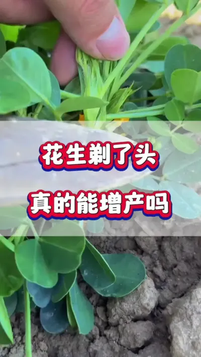 花生剃了头，真的能增产吗？#花生种植  #花生高产  #花生种植管理技术  #花生剪头 #农业种植