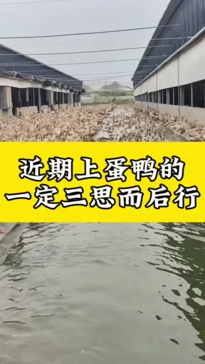 近期上蛋鸭的，一定要三思而后行#肉鸭养殖 #养鸭人 #养殖技术交流 #养鸭 #蛋鸭养殖技术