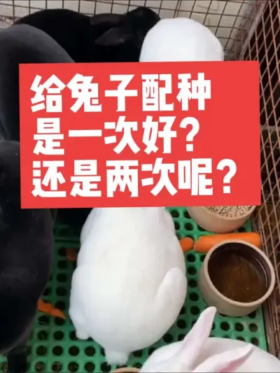 给兔子配种，是一次好，还是两次好呢？ #兔子#三农#养殖#养兔子#养兔人