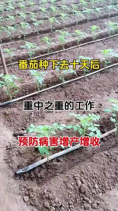 番茄种下十天后，有个重中之重的工作及时做，预防病害增产增收#种植小技巧 #西红柿种植 #三农种植 #病虫害防治