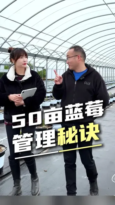 50亩蓝莓基地是如何用一台设备实现精细化管理的？堪称&rdquo;无人农场&ldquo;#蓝莓种植 #水肥一体化 #设施助农 #科技感
