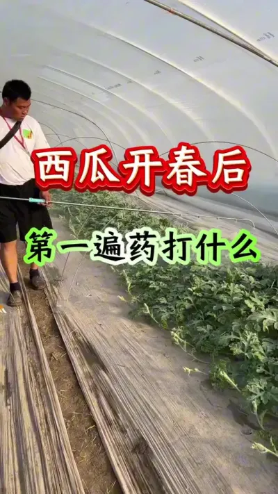 西瓜种植 西瓜开春后第一遍药打什么#西瓜种植 #西瓜管理 #病害防治