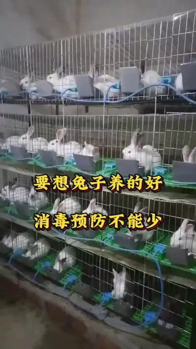 要想兔子少生病，消毒预防不能少#兔子 #养兔人 #养兔子注意事项 #肉兔养殖 #养兔技术