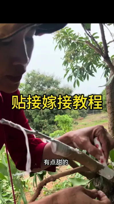 贴接嫁接教程#嫁接技术 #dou来广东百千万 #2024新农人计划 #来抖音学农技