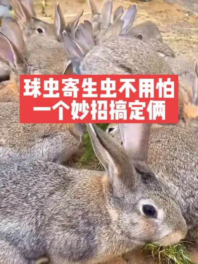 球虫寄生虫不用怕，一个妙招搞定俩 #兔子#养殖#三农#养兔人
