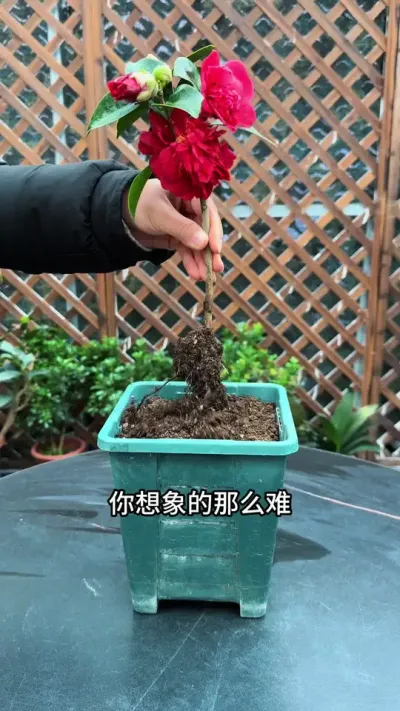 茶花扦插没有你想象的那么难#扦插#茶花#种植小技巧