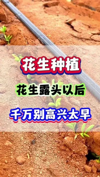 花生露头以后，千万别高兴太早了！ #花生种植 #花生高产 #花生种植管理技术  #花生施肥