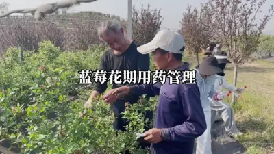 蓝莓花期如何用药 #蓝莓花期管理 #蓝莓种植 #田间地头实操干货 #来抖音学农技 #蓝莓管理
