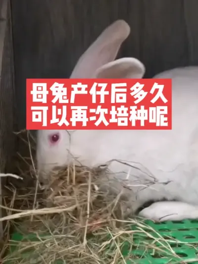 兔子产仔后多久可以再给培种呢？ #兔子#养殖#三农#养兔人