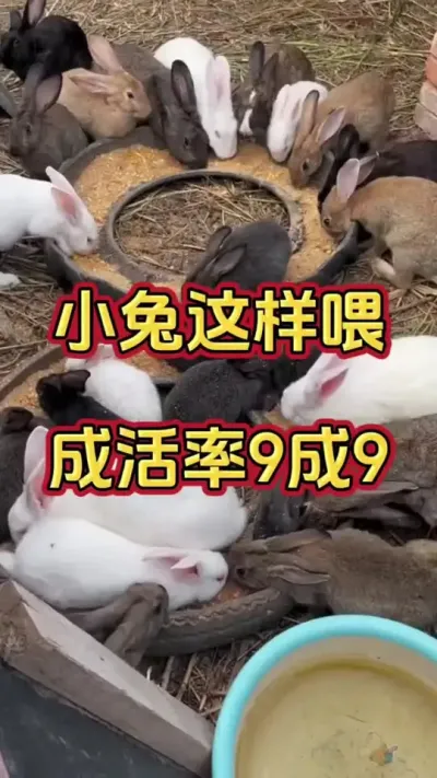 断奶小兔这样喂养，成活率9成9#兔子 #养兔人 #肉兔 #种兔养殖