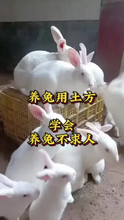 养兔用土方，学会养兔不求人#兔子 #养兔人 #肉兔养殖 #养兔技术 #养兔子注意事项