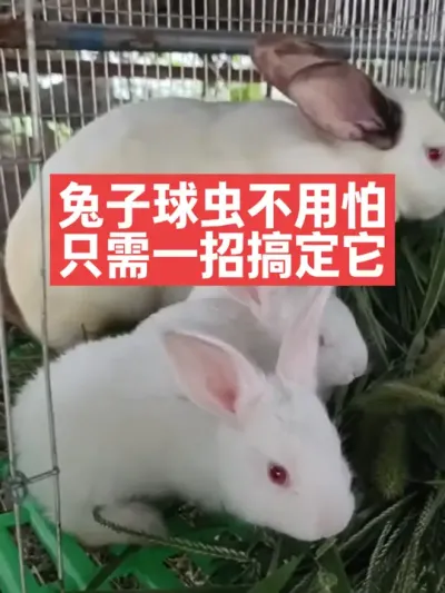 兔子球虫不用怕，只需一招搞定它 #兔子#三农#养殖#养兔人