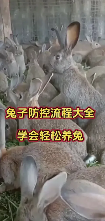 兔子预防流程大全#兔子养兔#养兔 #肉兔养殖 #养兔人