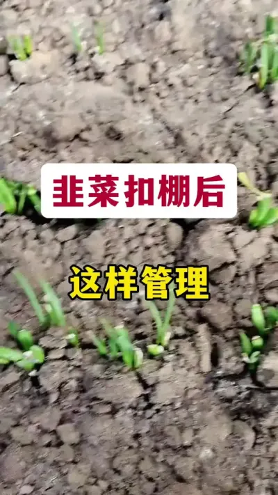 韭菜扣棚后这样管理。#韭菜种植 #韭菜扣棚 #韭菜管理技术 #韭菜管理 #韭菜粗又嫩