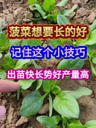 菠菜想要长的好记住这个小技巧出苗快长势好产量高 #菠菜种植 #农业种植 #蔬菜种植 #三农 #种植小技巧
