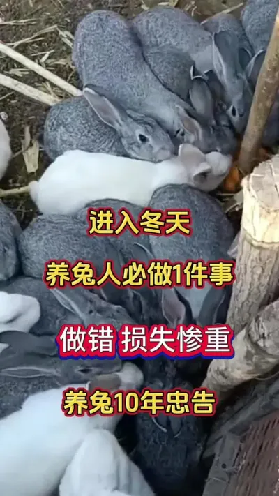 进入冬天，养兔人必做1件事，做错损失惨重！#科学养兔 #兔子 #养兔人 #肉兔 #散养兔