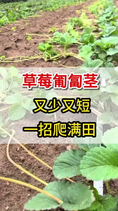 教你一个高招，匍匐茎大量抽生满地爬#一份耕耘一份收获 #农业种植 #匍匐茎