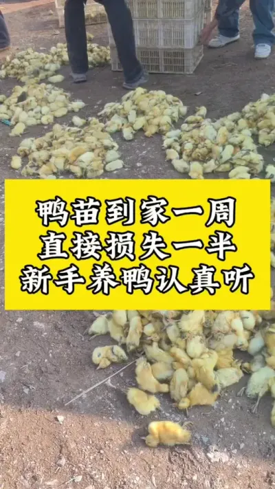 鸭苗到家一周，直接损失一半#肉鸭养殖 #养鸭人 #养殖技术交流 #科学养鸭 #养鸭小妙招