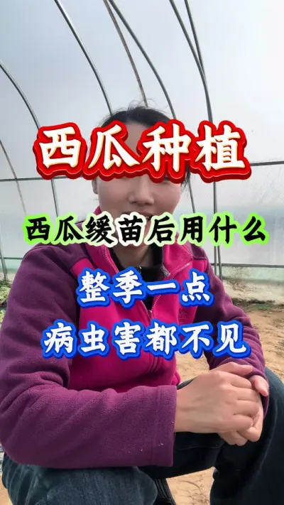 西瓜种植 西瓜苗缓苗后用什么整季一点病虫害都不见#西瓜管理 #西瓜种植#西瓜高产#病害防治