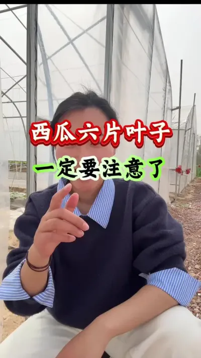 西瓜种植 西瓜六片叶子一定要注意#西瓜种植#西瓜管理#西瓜高产#西瓜病害