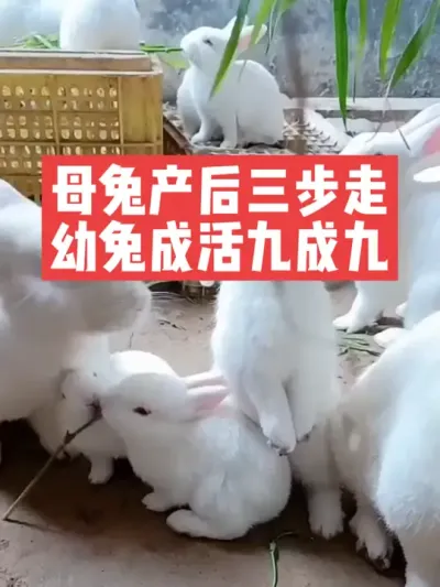 母兔产后三步走，幼兔成活九成九 #兔子#三农#养殖#养兔子#养兔人