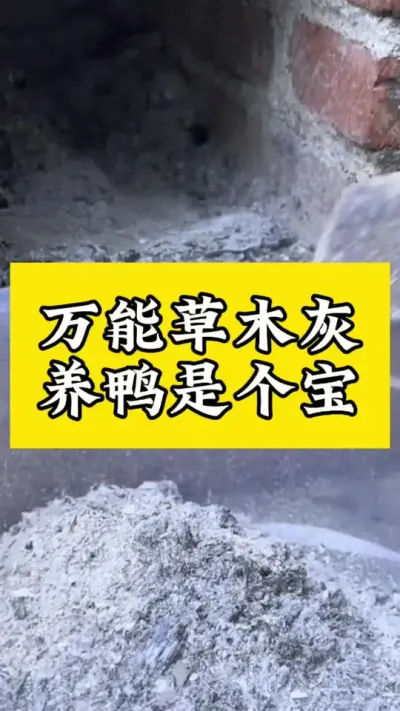 万能草木灰，养鸭是个宝#肉鸭养殖 #养殖技术交流 #禽病防治 #养鸭人 #疾病预防