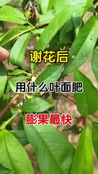 果树谢花后，用什么叶面肥膨果最快#膨果增甜 #桃树膨果 #农业种植 #抖音助农