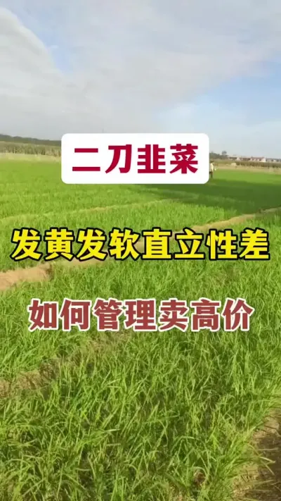 二刀韭菜发黄发软直立性差，如何管理卖高价。#韭菜管理 #韭菜种植 #韭菜发黄 #韭菜施什么肥根粗 #韭菜高产