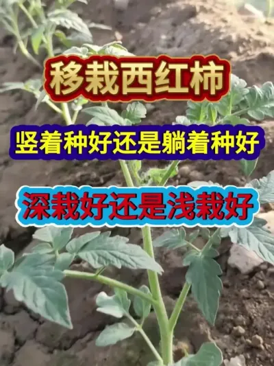 移栽西红柿竖着种好还是躺着种好深栽好还是浅栽好 #番茄种植 #西红柿种植 #农业种植 #种植小技巧