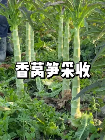 香莴笋采收，越冬莴笋多久可以采收 