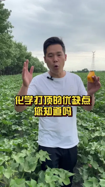 化学打顶的优缺点您知道吗？ #化学打顶 #棉花种植专家讲座 #关注我每天分享种植知识 @抖音小助手