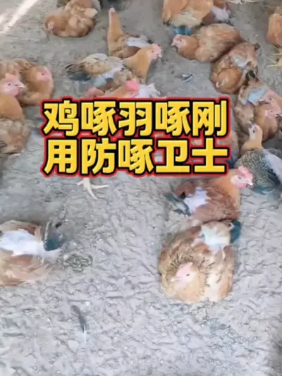 鸡啄羽啄肛吃鸡蛋怎么办？#鸡病咨询 #鸡啄羽啄肛#科学养鸡#养鸡#养鸡知识