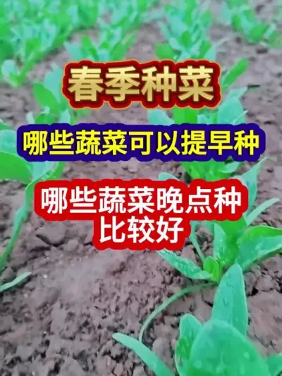 春季种菜哪些蔬菜可以提早种哪些蔬菜晚点种比较好 #蔬菜种植 #蔬菜种植技术 #农业种植 #三农种植 #分享农业知识帮农民增产增收