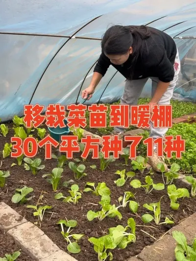 冬天把菜移栽到小暖棚里，30个平方种了11种蔬菜，春节有吃不完的新鲜蔬菜了 移栽菜苗全过程记录#种菜 #自己种的纯天然的绿色蔬菜 #种植小技巧 #强迫症治愈系 #记录真实生活