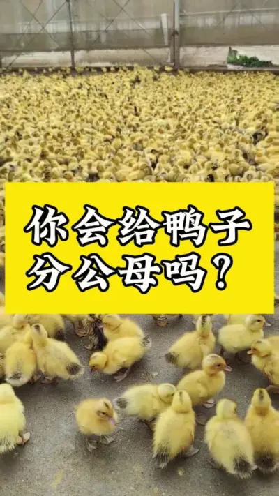 鸭子如何分公母#肉鸭养殖 #养鸭人 #养鸭 #养殖技术交流 #禽病防治